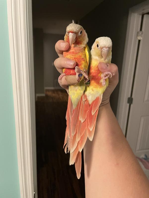 Happy healthy little criminals arrested for trying to nest in the closet