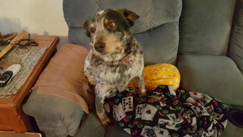 Chill Man dog, My Little Buddy