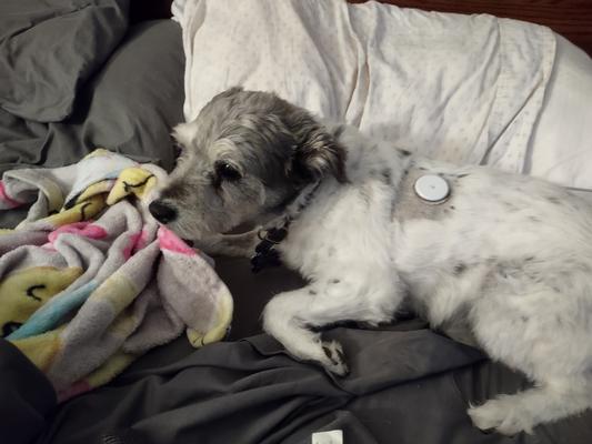Bella with her glucose monitor on!