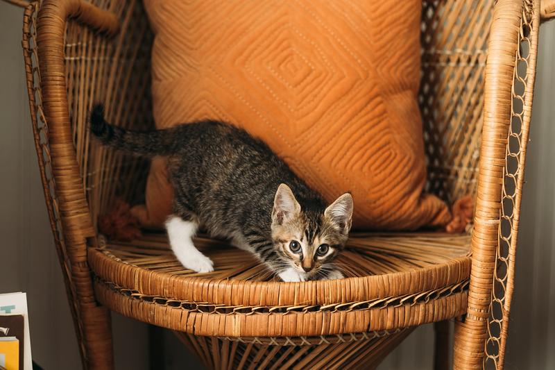 Foster kitty approved litter!