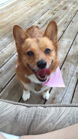 This is our 14 year old Welsh Corgi, Brownie. Soon to be 15 on November 7