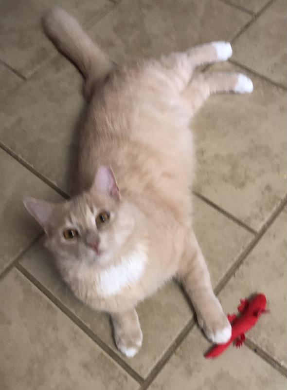 Loves CHURU bisque. And toys.