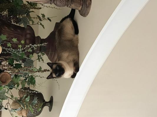 Mya Siamese Rescue
