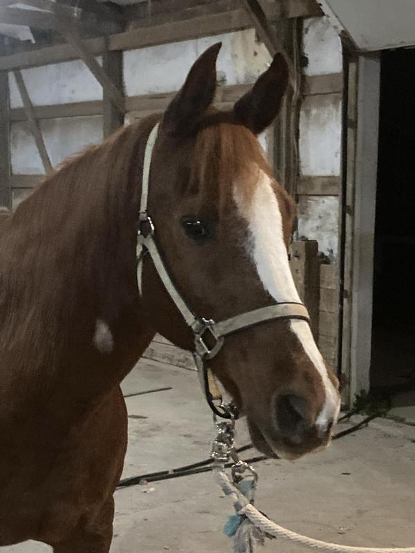 My best four legged buddy!