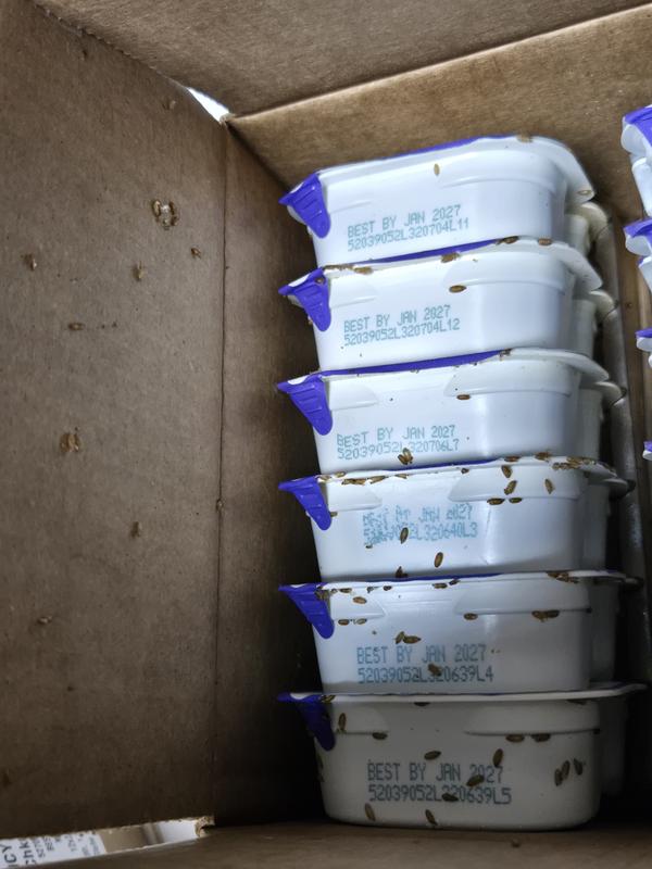 Infested with maggots