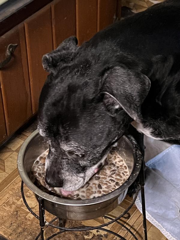 Native Pet in Raisin’s bowl, that was before we mixed it up, showing her eating