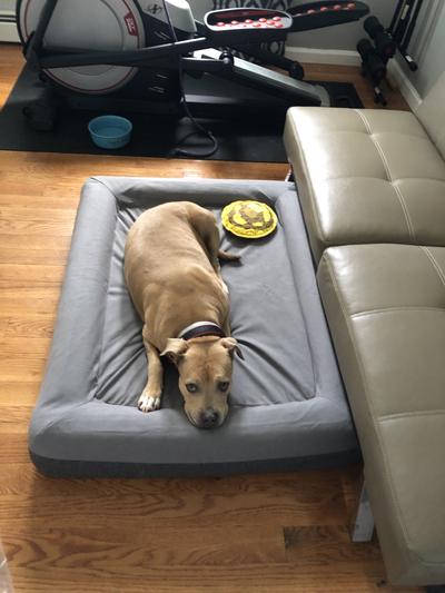 Casper dog cheap bed large