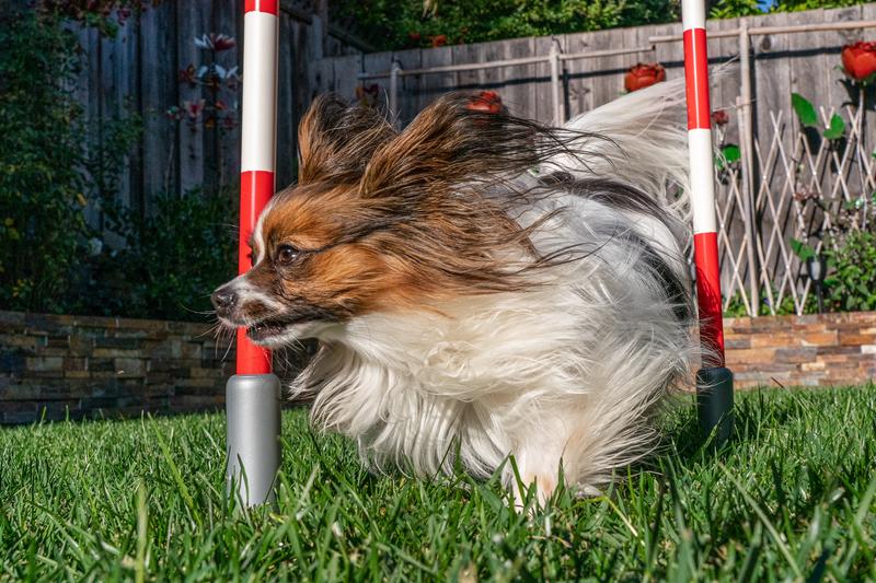 9 year old Agility Champ Zoomerang