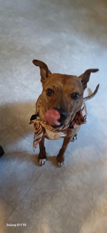 This is out of order, it is him after eating the nibble, mmmmm yummy!