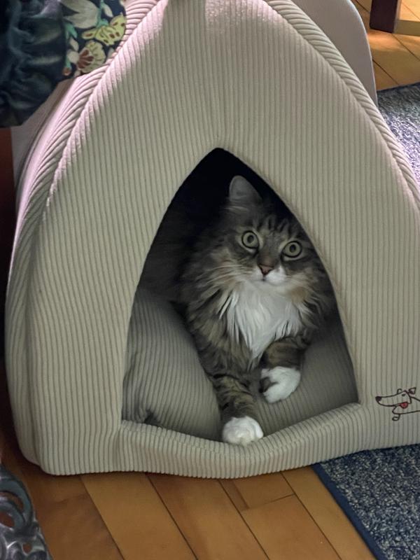 Zeus loves his new bed!