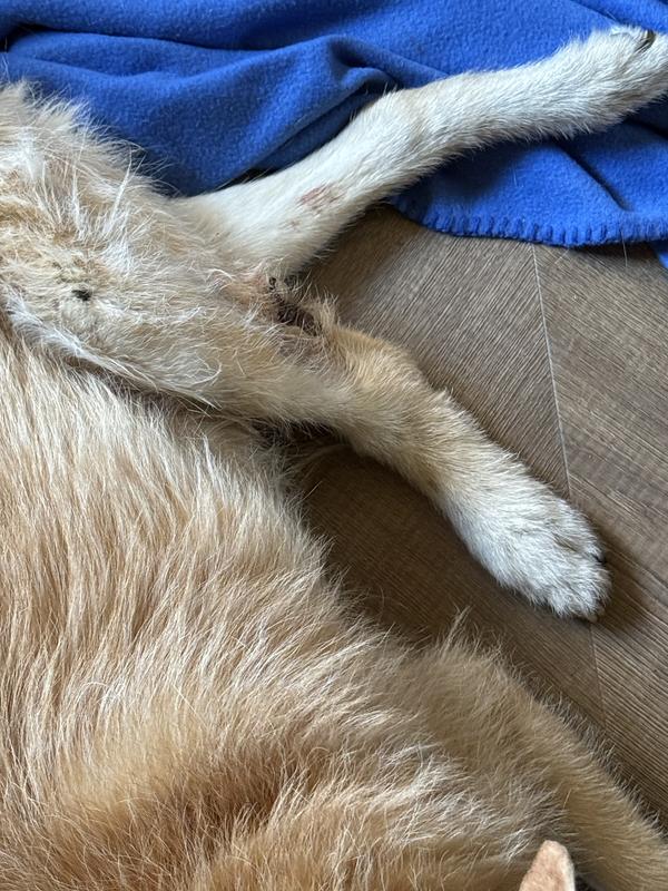 Swollen ankle on leg with open wound