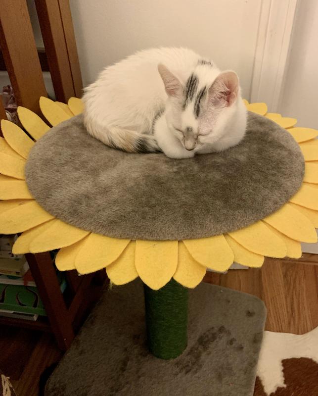 FRISCO Sunflower Cat Scratching Post, Single Post