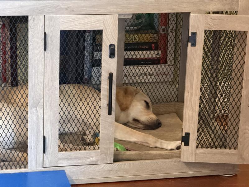 comfy puppy