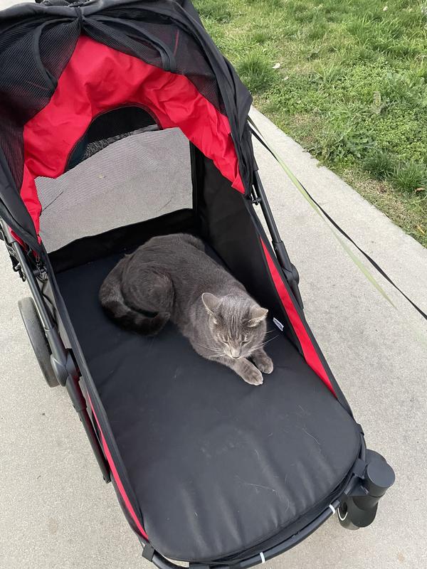 Neighborhood cat likes it too