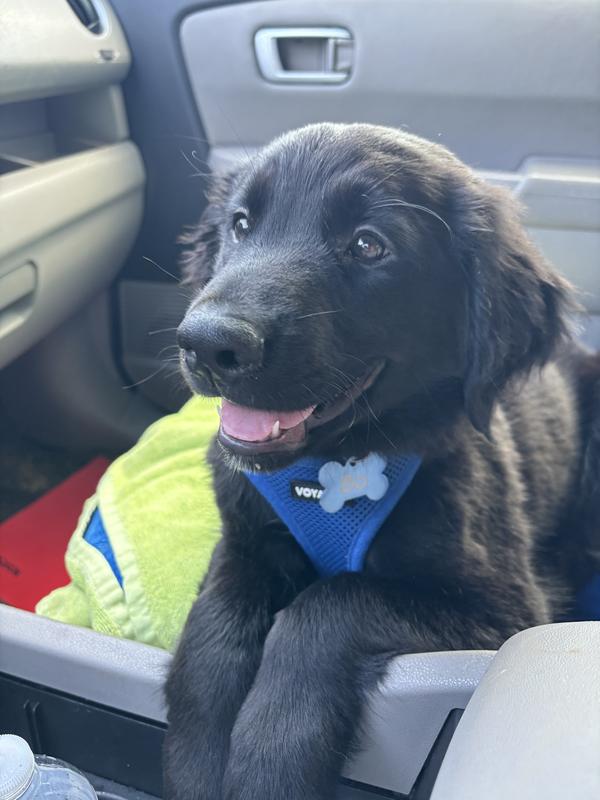 Safe puppy seatbelt
