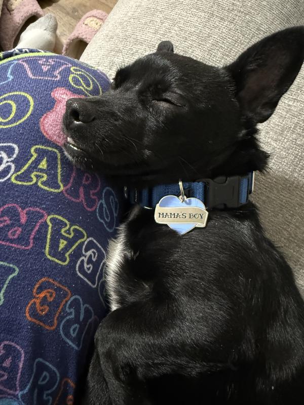 Happy good boy