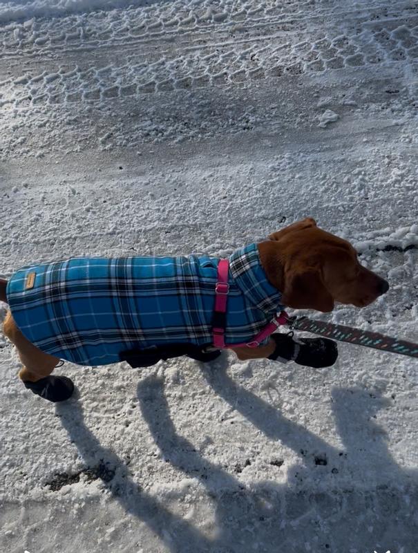 Barney and his new boots!