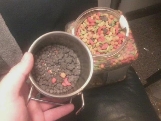 jay's food dish after 4 days she is really picky and hates the purple nuggets.