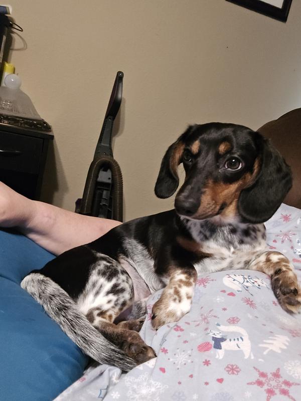 Willie is spoiled rotten.