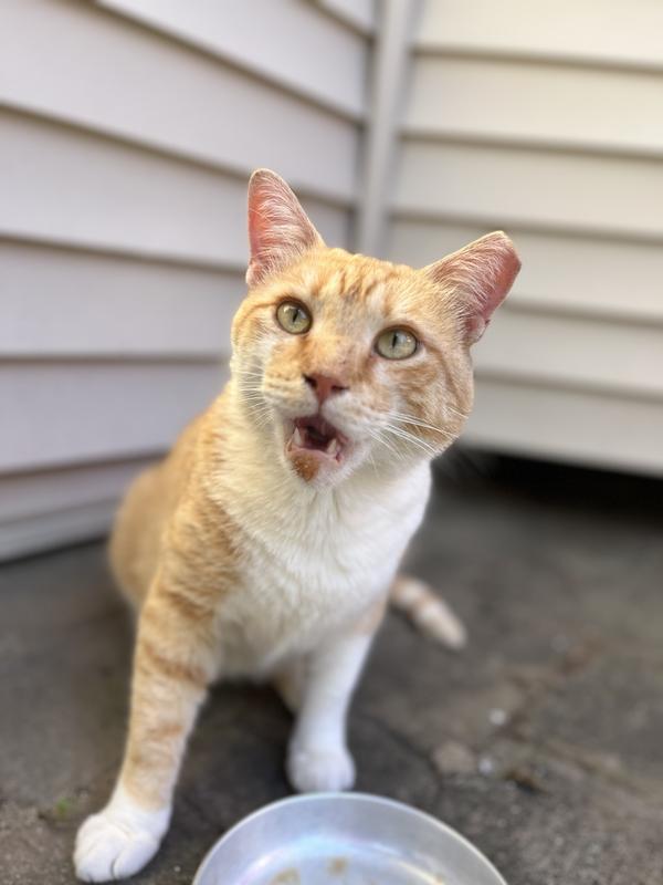 Friskies gravy swirlers review sale