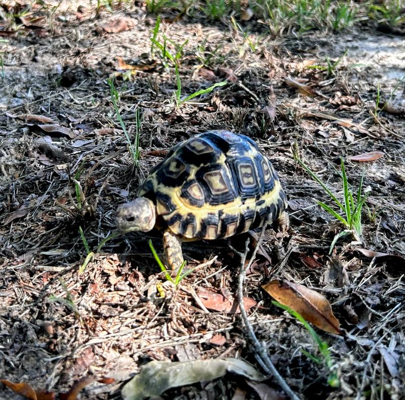 9 month leopard tortoise