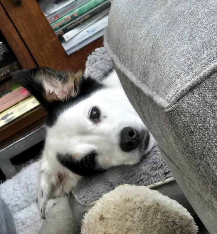 Jazzy poking her head out at me after her bath