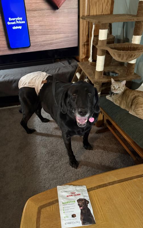 Louie and Frank love Chewy!