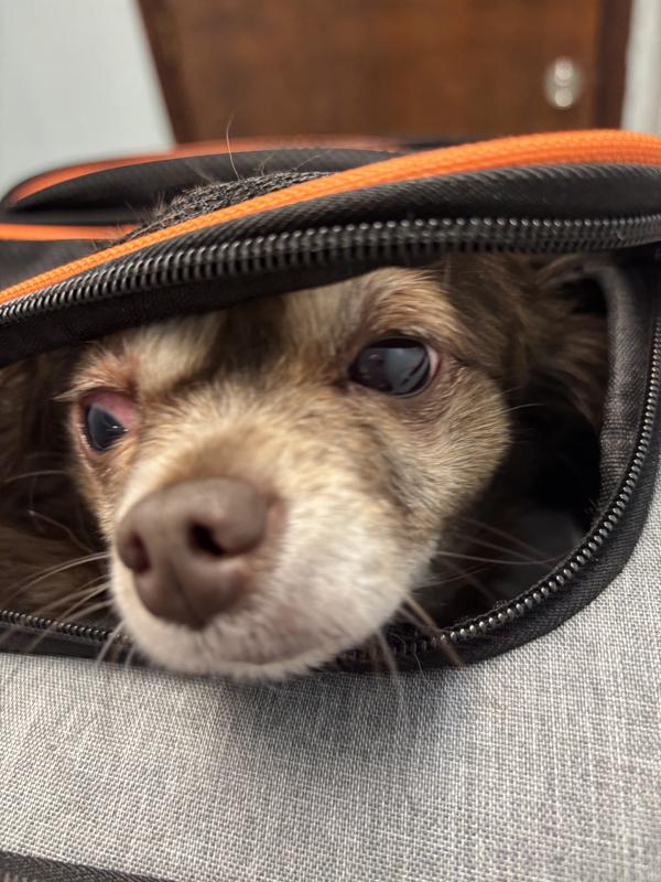 She was so sick in this picture. This was at Harlan animal hospital