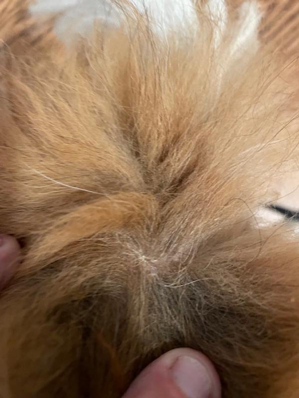 Itchy, flaky and/or red hot spots above tail