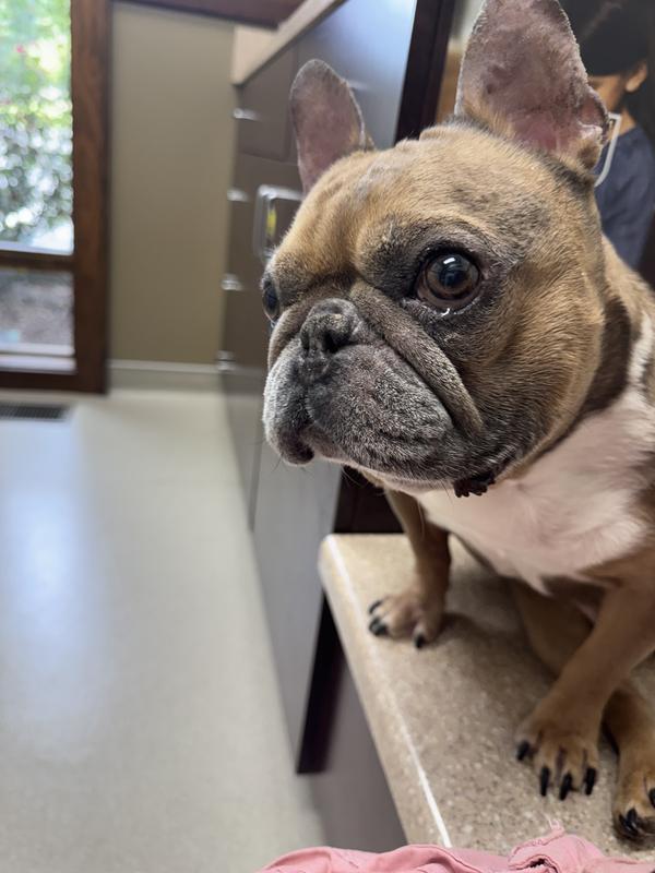 At the vet discussing the allergies