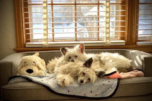 Our dogs love this couch!