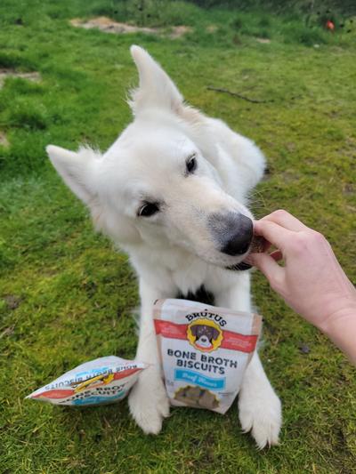 Fenrir enjoying his Brutus Broth Bone Broth Biscuits Beef Flavor Dog Treats