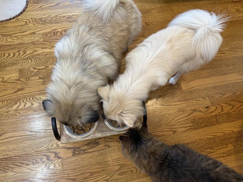 The cat wanted the dogs to share with him.