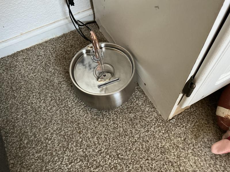 Water and the cat room