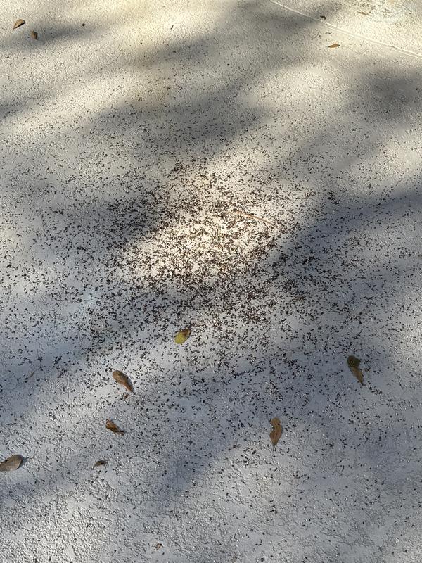 All the mess left on the ground uneaten