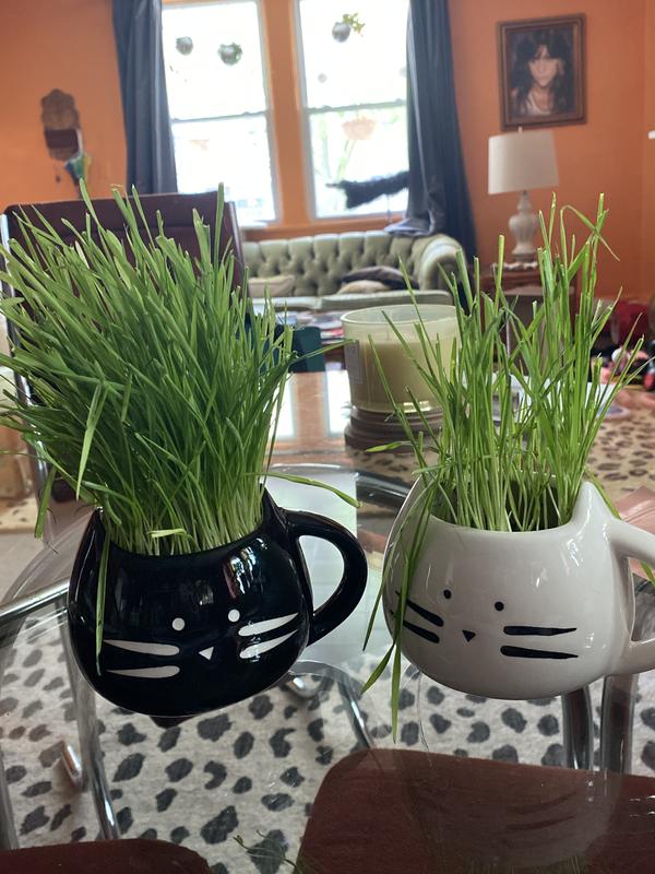 THE CAT LADIES Organic Pet Grass Grow Kit with Planter, White - Chewy.com