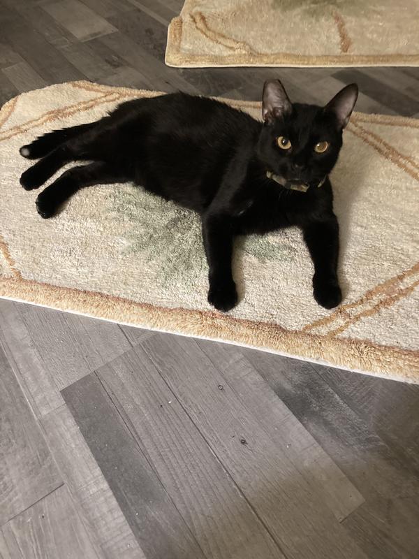 Hi I’m Mighty “Shadow”just chillin on my rug!
