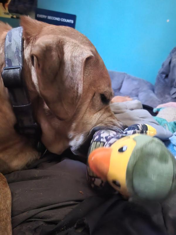 Benny engages in combat with Commandduck.