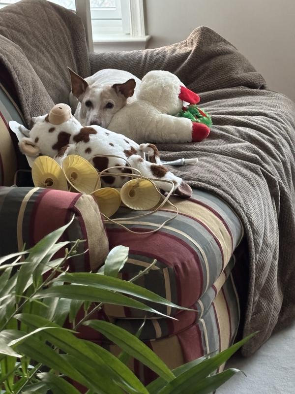 Satisfied, sleepy pup.