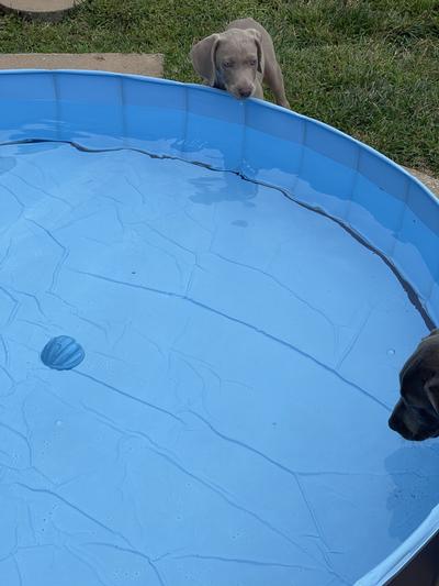 The girls testing the water