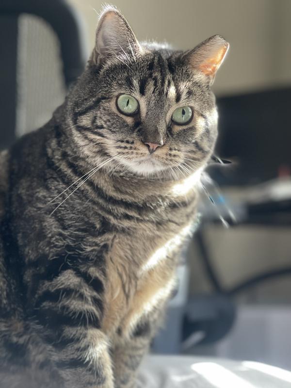 Waiting patiently for father to get up and give her the good stuff 😊