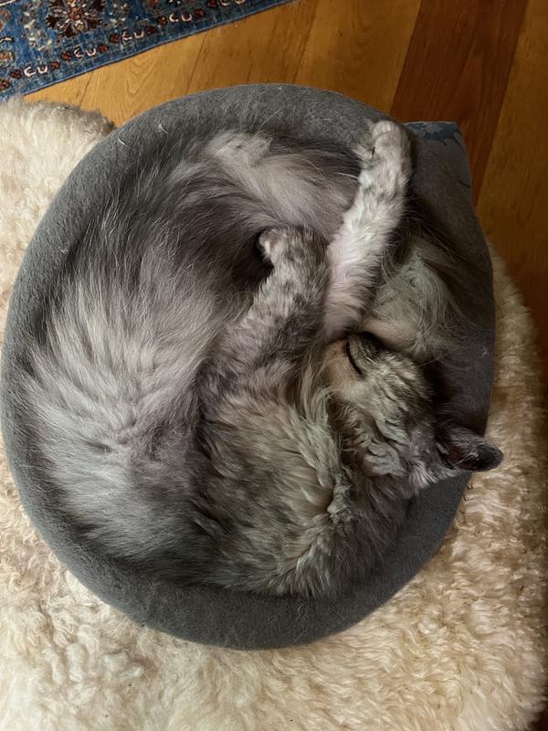 FRISCO Self Warming Bolster Round Kitten Bed, Gray