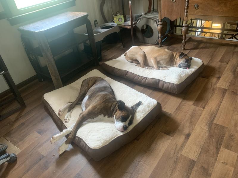 our brindle boxer (70 pounds) and our brown boxer (60 pounds).