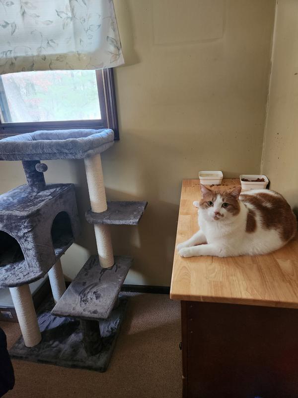 Kit Kat rebelling against new tree!