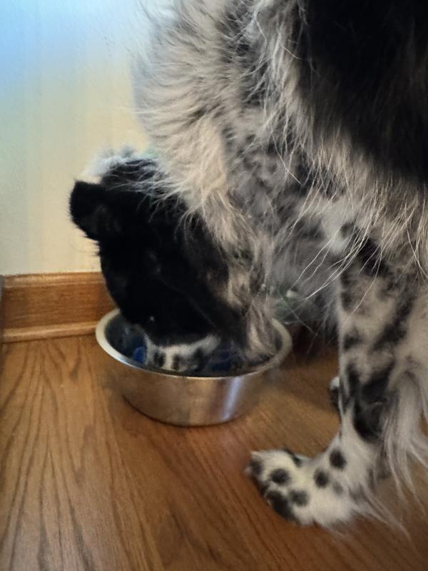 Wendy didn’t have time for photos as she inhaled every last possible crumb.