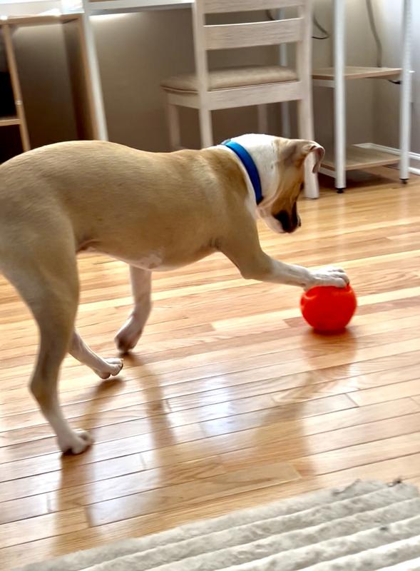 He’s intelligent for his age