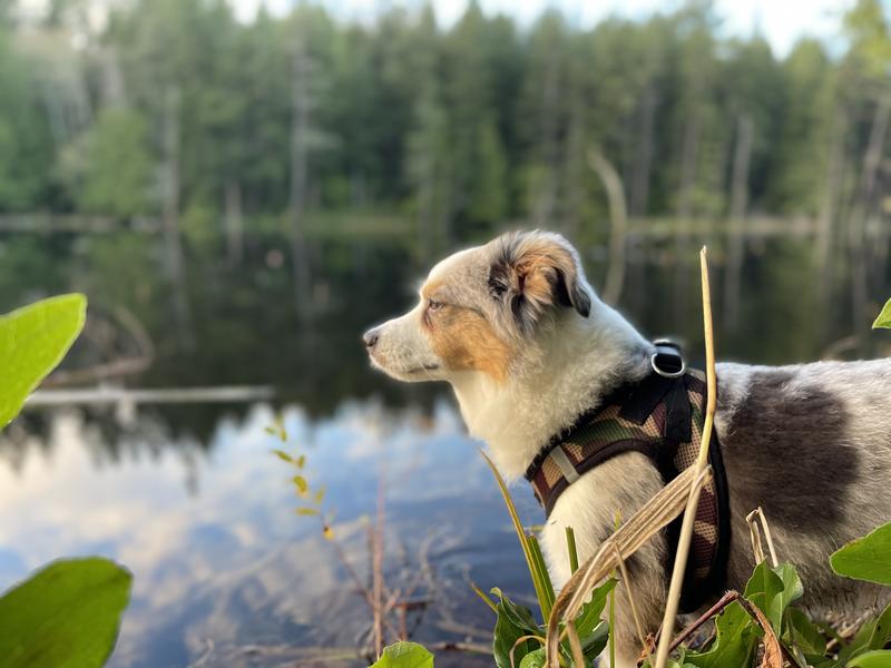 Buddy, the Greenie fan, in a pensive mood