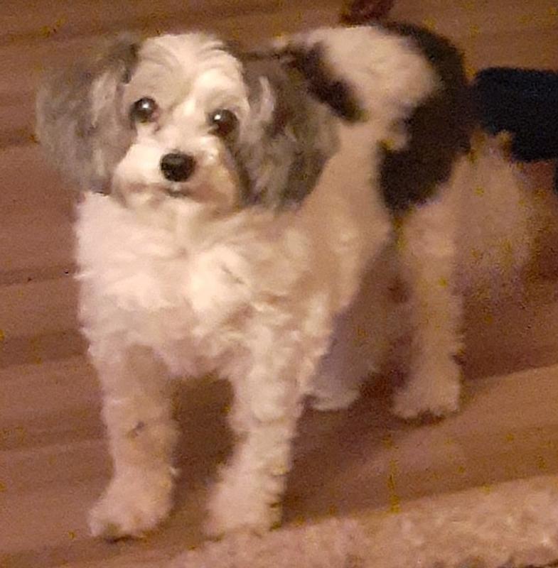 FULL MOON Chicken Strips GrainFree Dog Treats, 6oz bag