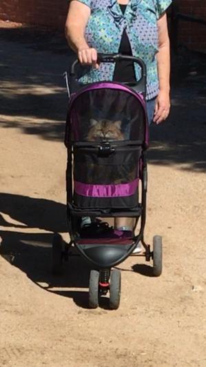 Dog, Cat and Pet Stroller Reviews: Pet Gear Special Edition Pet Stroller -  Raising Your Pets Naturally with Tonya Wilhelm