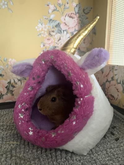 Tater tot loves her unicorn bed!